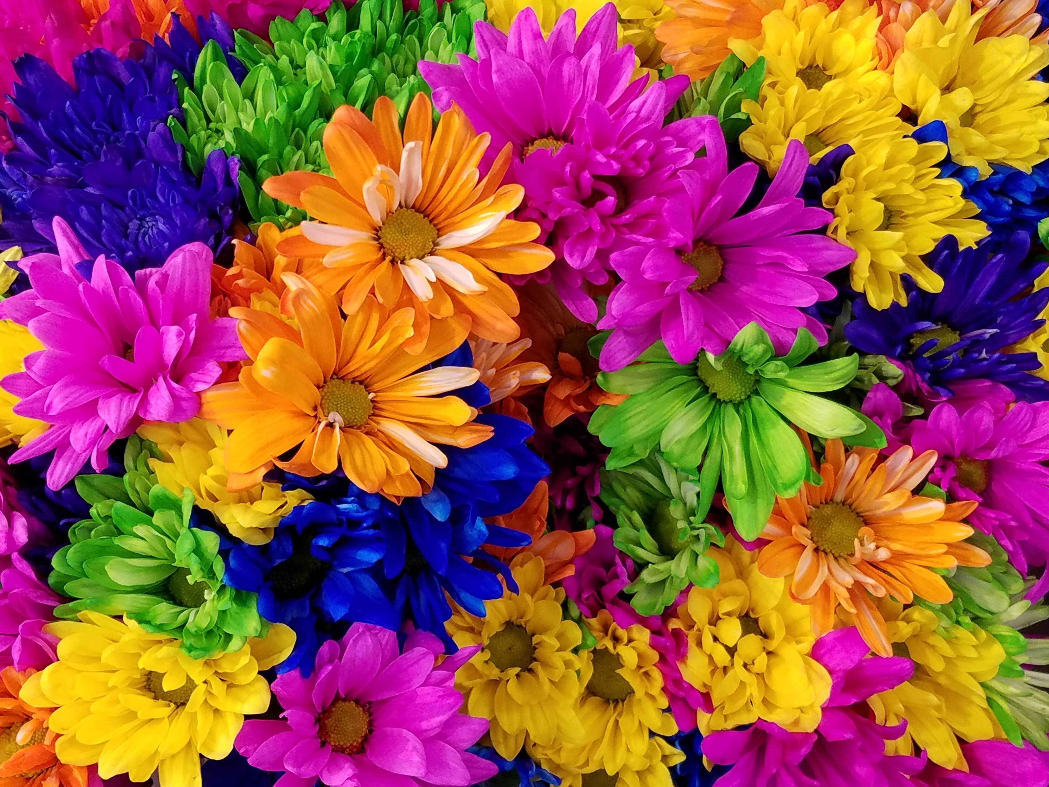 colorful chrysanthemums