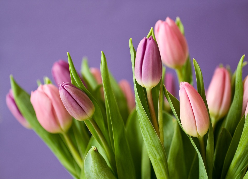 tulips